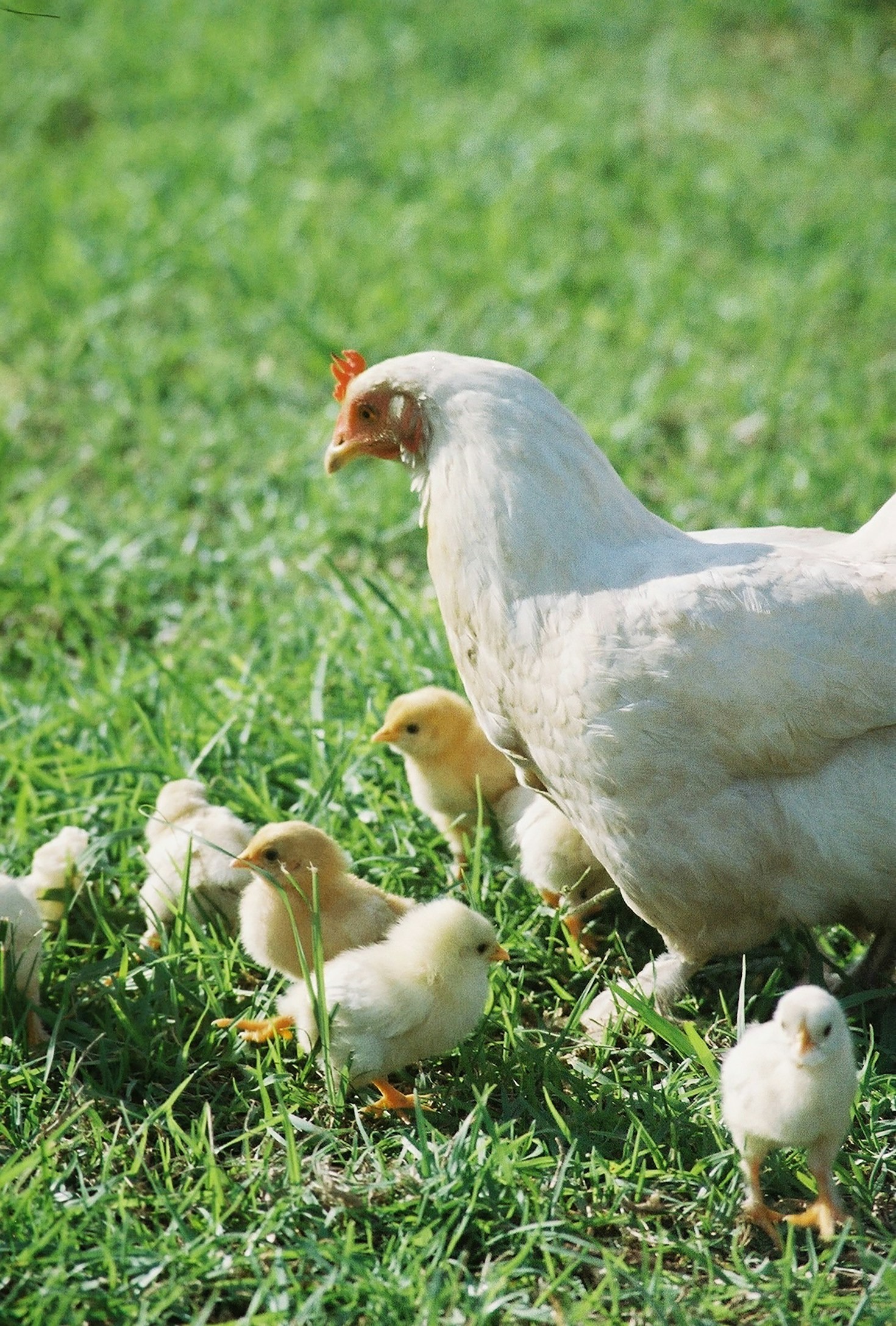 How Biodiversity Inspires Sustainable Farming